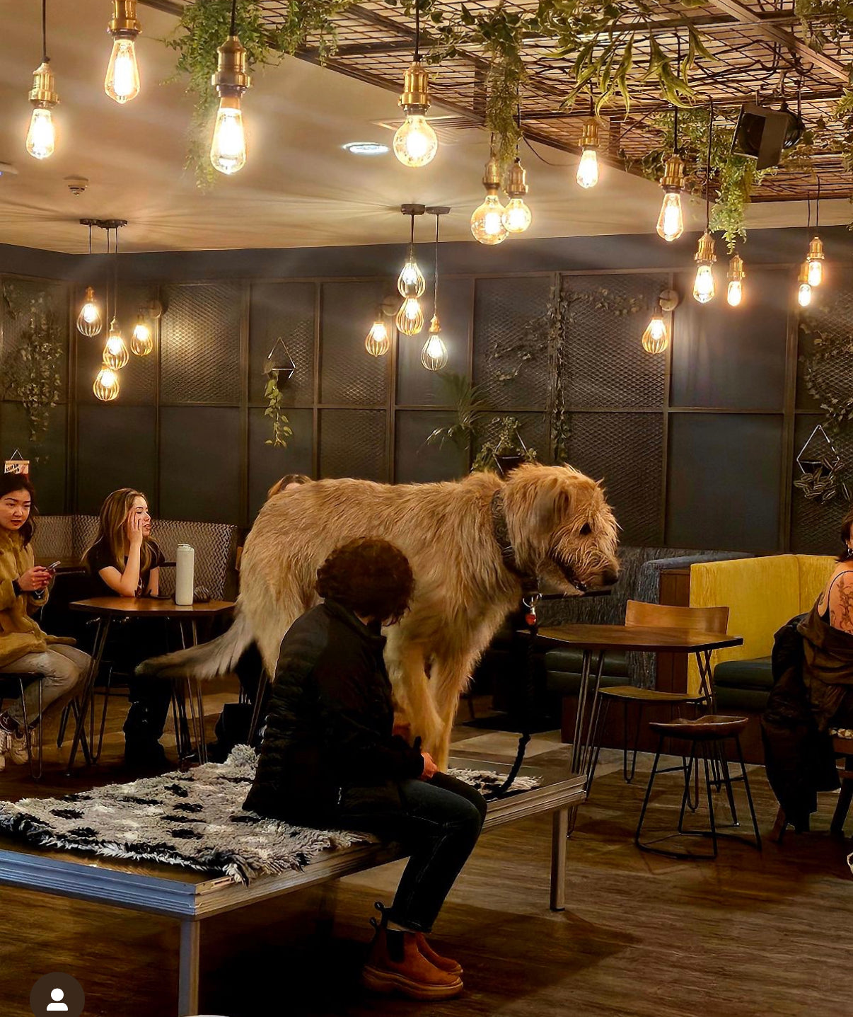 DOG LIFE SCULPTING